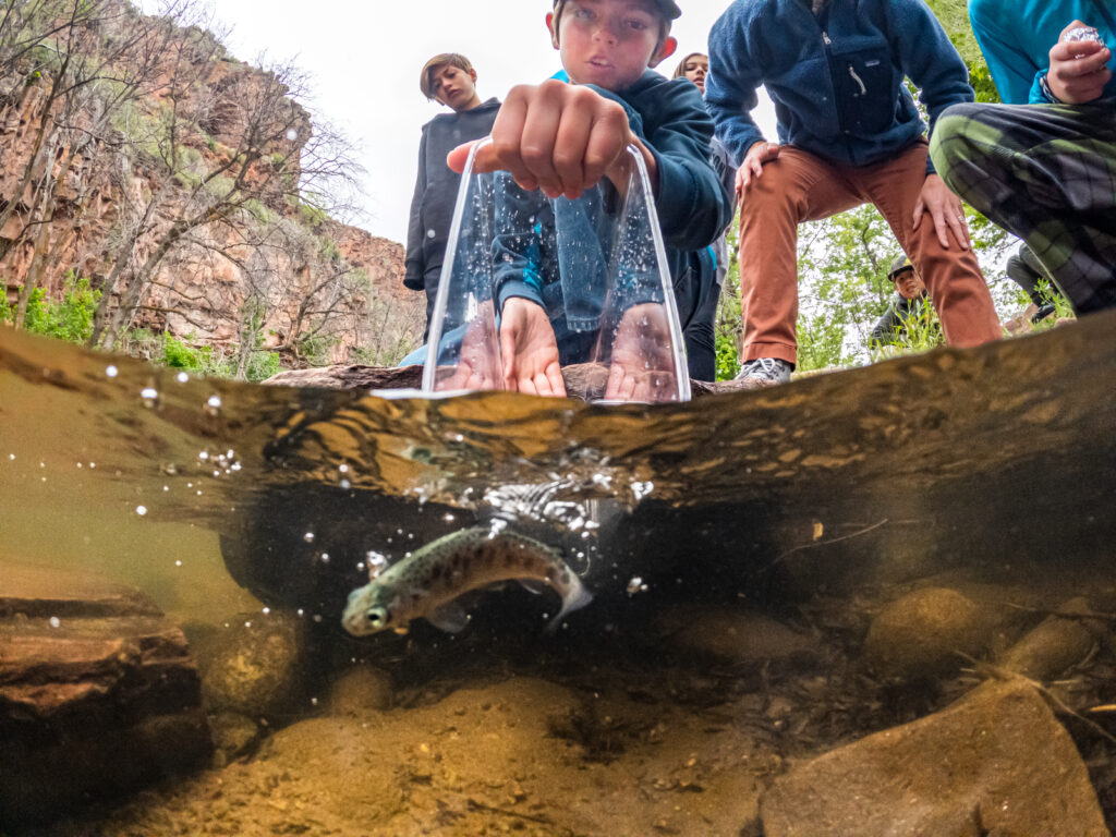 Male Student releases rainbow trout into St. Vrain River